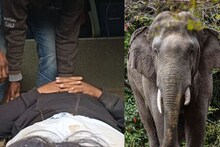 অন্ধ্রপ্রদেশে মহাশিবরাত্রির পুজো দিতে যাওয়ার পথেই হাতির হানা! মৃত ৩, আহত ২ ভক্ত