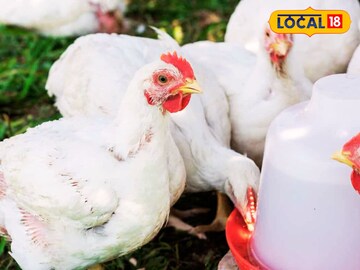 New Business Idea: মুরগি বার্ড ফ্লু আক্রান্ত নয়তো? কী করে বুঝবেন রইল চিকিৎসকের পরামর্শ New Business Idea: মুরগি বার্ড ফ্লু আক্রান্ত নয়তো? কী করে বুঝবেন রইল চিকিৎসকের পরামর্শ