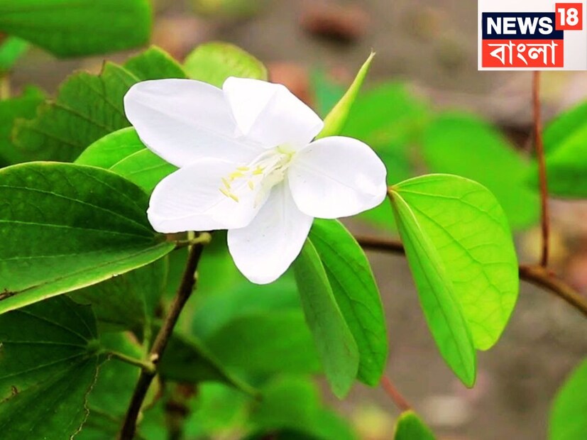 কাঞ্চন ফুলের ছাল শরীরে থাইরয়েডের সমতা বজায় রাখে সহজেই ৷ ত্বকের নানান সমস্যা সারে যেমন চামড়ার নানান ধরনের হাজা, চুলকানি, দাদা, অ্যালার্জি ৷ প্রতীকী ছবি ৷