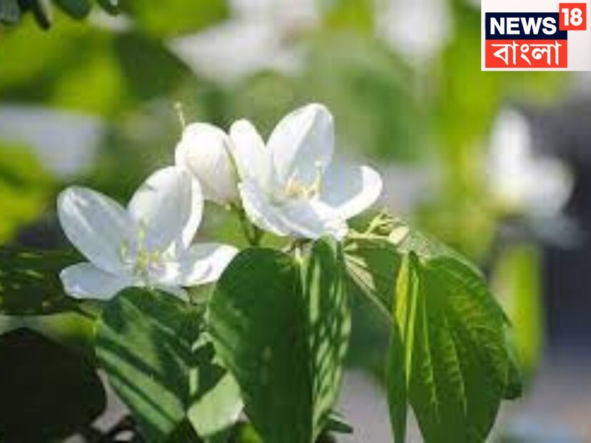 কাঞ্চন ফুল দেখতে অতি সুন্দর ৷ দেখার সঙ্গে সঙ্গে এই ফুল পাচনতন্ত্রকে অত্যন্ত পরিমাণে মজবুত করে থাকে ৷ কোষ্ঠ, কাঠিন্য, গ্যাস, অম্বল দূর করে অতি সহজেই ৷ প্রতীকী ছবি ৷