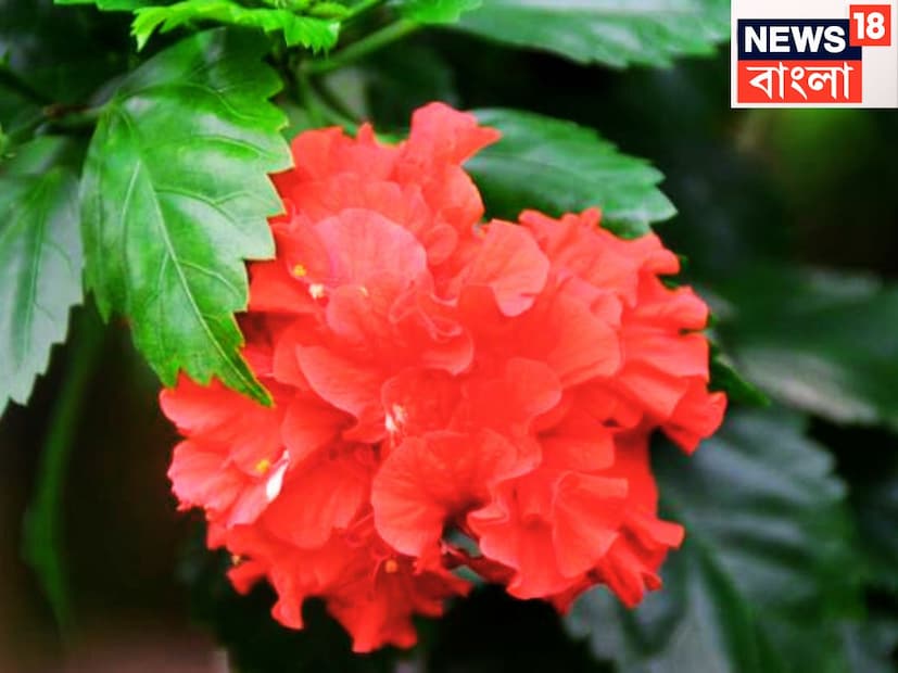ত্বক, চুলে, খুশকির সমস্যা দূর করে ৷ ব্লাডসুগারের মাত্রা সঠিক পরিমাণে রাখে, বাড়তি ওজন কম করতে বিশেষ ভূমিকা গ্রহণ করে থাকে ৷ প্রতীকী ছবি ৷