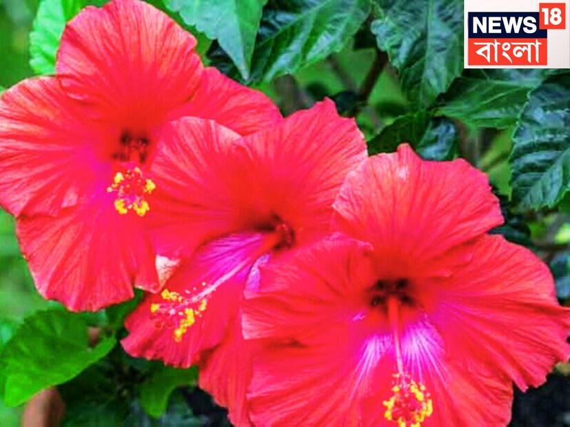 জবা ফুল শরীরের জন্য বিশেষ ভাবে কার্যকর ভূমিকা গ্রহণ করে থাকে ৷ এই ফুলে ভিটামিন, আয়রন, ক্যালশিয়াম, অ্যান্টি অক্সিডেন্ট, র মাত্রা থাকে ভরপুর ৷ 