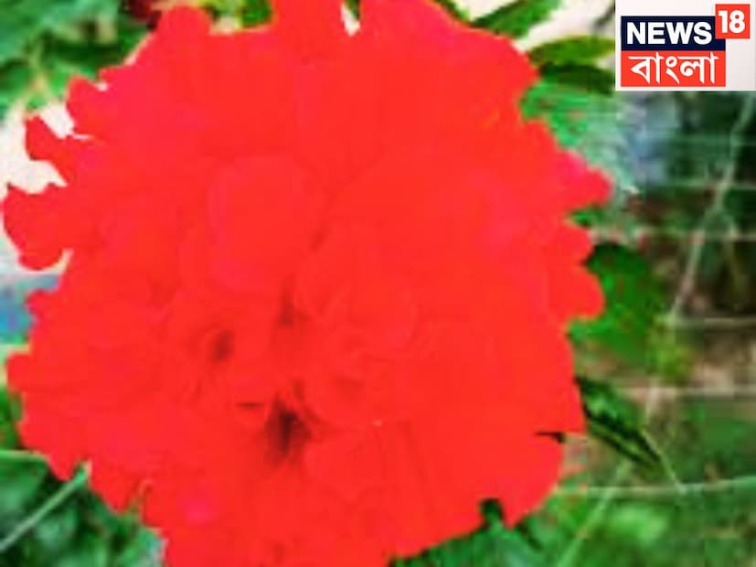 লিভারকে ডিটক্স করে, সারা শরীরে রক্ত সংবহণ প্রক্রিয়া সঠিক করে ৷ এতে অ্যান্টি ব্যাকটেরিয়াল গুণে ভরপুর ৷ ত্বক ভাল রাখে, আরও সুস্থ হয় প্রতিটি কোষও ৷ প্রতীকী ছবি ৷