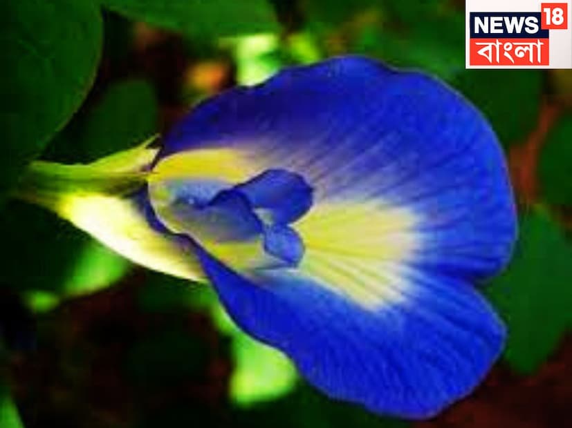 আয়ুর্বেদ বিশেষজ্ঞ রিচা আগরওয়াল সূত্রে জানতে পারা গিয়েছে অপরাজিতা ফুল আয়ুর্বেদ গুণে ঠাসা ৷ এটি বিশেষ করে মানসিক স্বাস্থ্য শক্তিশালী করে তোলে ৷ প্রতীকী ছবি ৷
