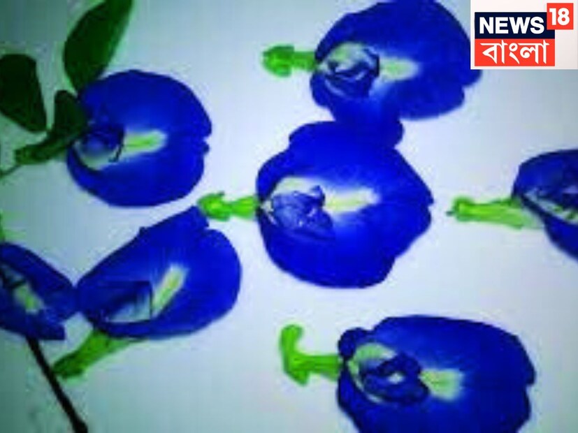 টেনশন দূর করে, দূর করে অনিদ্রা, চরক সংহিতায় এর উল্লেখও আছে ৷ এই ফুলকে ব্রহ্ম রসায়ন রূপে উল্লিখিত করা হয়েছে ৷ একই সঙ্গে মৃর্গির মত মানসিক রোগের প্রতিকারও হয়ে থাকে ৷ প্রতীকী ছবি ৷