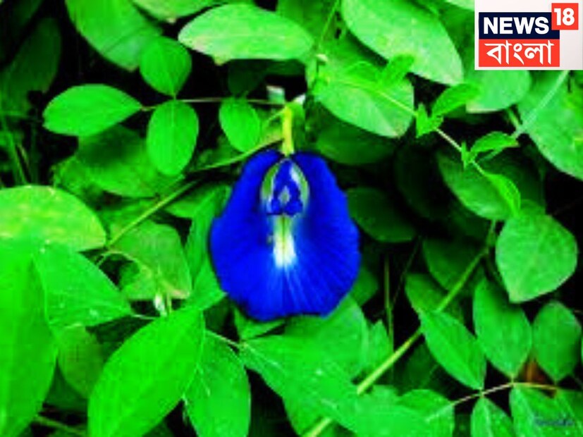এর সেবন করলেই শরীর থাকে এক্কেবারে টানটান ৷ কৃমি, কুষ্ঠ সারতেই বিশেষ ভাবে কার্যকরী ভূমিকা গ্রহণ করে থাকে ৷ প্রতীকী ছবি ৷