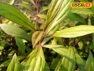 লো-প্রেশারের সমস্যায় ভুগছেন? পাইলস, অপুষ্টি? এই অচেনা পাতার রসে মুহূর্তে রোগ মুক্তি