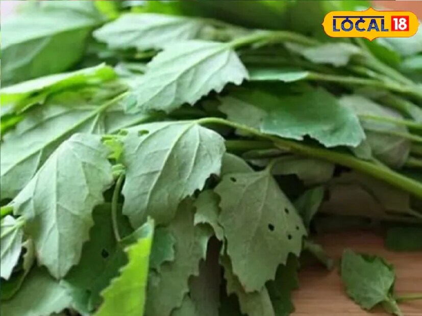 *অক্সালিক অ্যাসিডের পরিমাণের কারণে, এ সব ক্ষেত্রে বথুয়া সেবন করলে পেটে ব্যথা এবং কোষ্ঠকাঠিন্যের সমস্যা দেখা দেয়। এছাড়াও, হজমের সমস্যার ক্ষেত্রে বথুয়া খাওয়া এড়ানো উচিত। সংবেদনশীল ত্বকের লোকদেরও এটি অতিরিক্ত পরিমাণে খাওয়া এড়াতে হবে। সংগৃহীত ছবি।