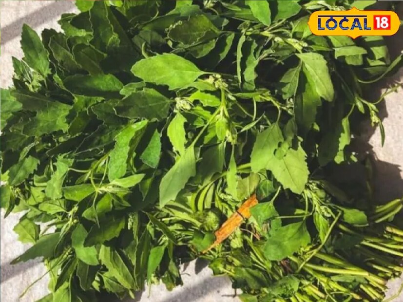 *বিগত ৭ বছর ধরে একজন ডায়েটিশিয়ান এবং পুষ্টিবিদ হিসাবে কাজ করছেন শুভম। তিনি বলেছেন যে বথুয়াতে অক্সালেট নামের একটি উপাদান রয়েছে, যার অতিরিক্ত পরিমাণ শরীরের কিডনিতে পাথর গঠনের সমস্যা সৃষ্টি করে। অতএব, যদি কারও ইতিমধ্যে পাথর থাকে তবে তাদের বথুয়া খাওয়া উচিত নয়। সংগৃহীত ছবি। 