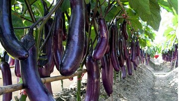 বেগুন