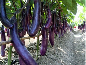 বেগুন