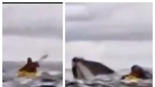 মাঝ সমুদ্রে যুবককে গিলে খাচ্ছে তিমি! ছবি- এক্স থেকে