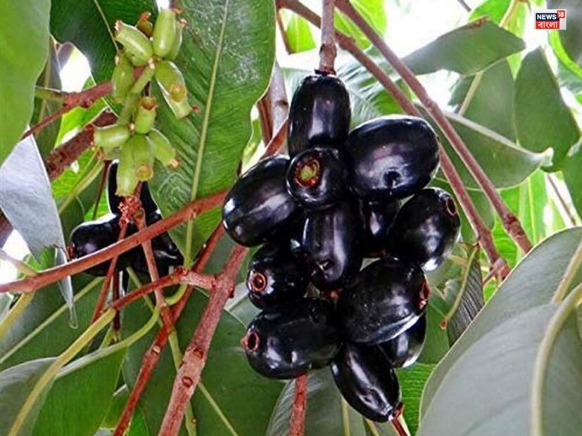 ব্ল্যাকবেরি খাওয়ার ৫টি উপায়-ভারতের বিখ্যাত ডায়েটিশিয়ান আয়ুষী যাদব জানিয়েছেন যে ব্ল্যাকবেরিয়ে ফাইবার, প্রোটিন, ক্যালসিয়াম, অ্যান্টিঅক্সিডেন্ট, পটাসিয়াম, ম্যাঙ্গানিজ, আয়রন, ফসফরাস, ভিটামিন বি৬ এবং ভিটামিন সি এর মতো গুরুত্বপূর্ণ পুষ্টি উপাদান পাওয়া যায়। আসুন জেনে নিই কীভাবে ব্ল্যাকবেরি খাবেন যাতে রক্তে শর্করার মাত্রা নিয়ন্ত্রণে থাকে-