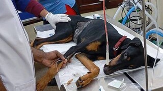 কুকুরের রক্তদান কলকাতায়