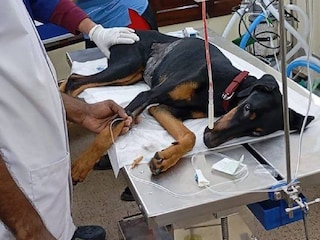 কুকুরের রক্তদান কলকাতায়