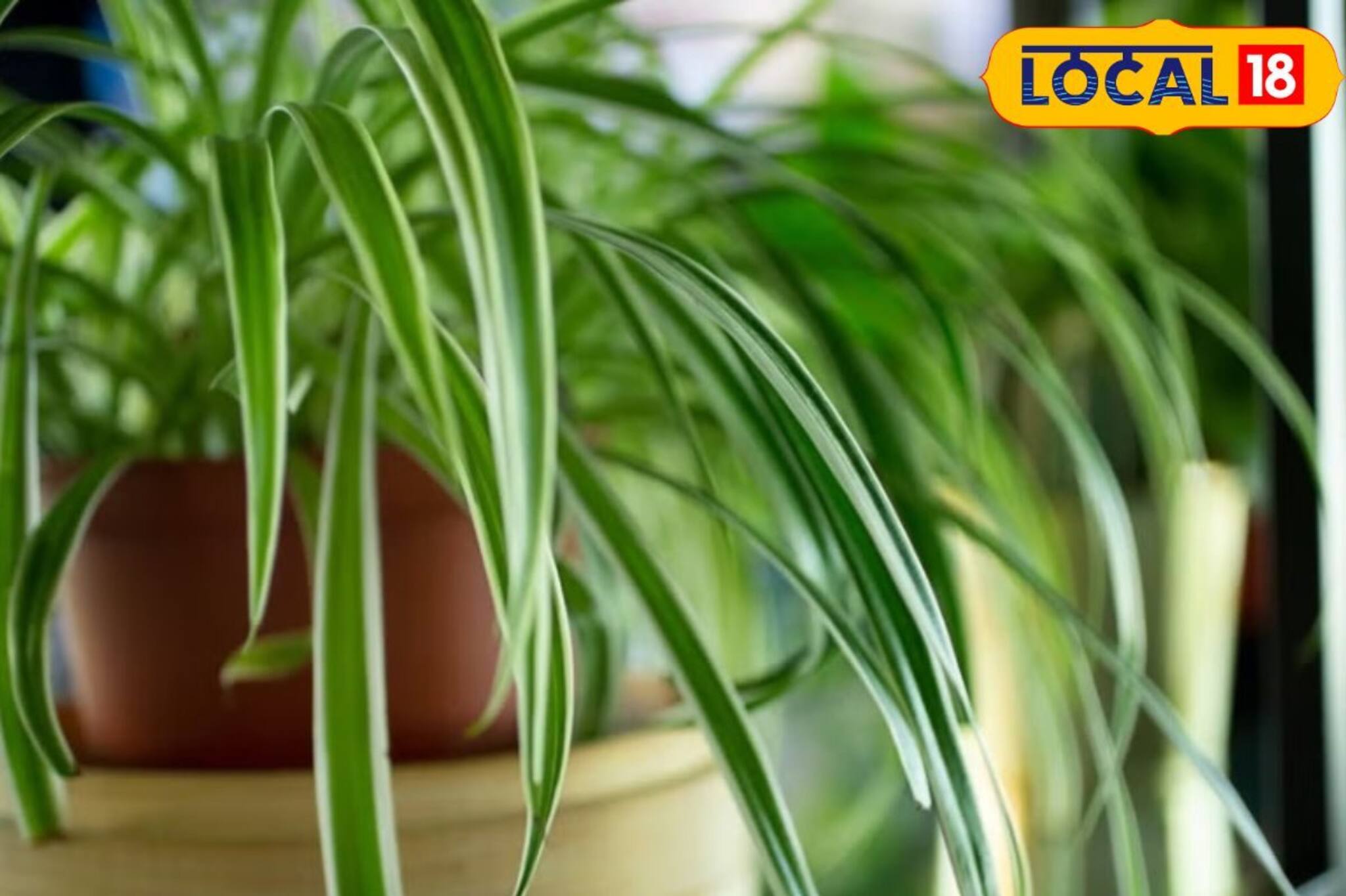 সবুজ হয়ে উঠবে বারান্দা!অল্প রোদে ঝাঁকড়া হয়ে উঠবে স্পাইডার প্ল্যাট, যত্নের কয়েকটা নিয়ম