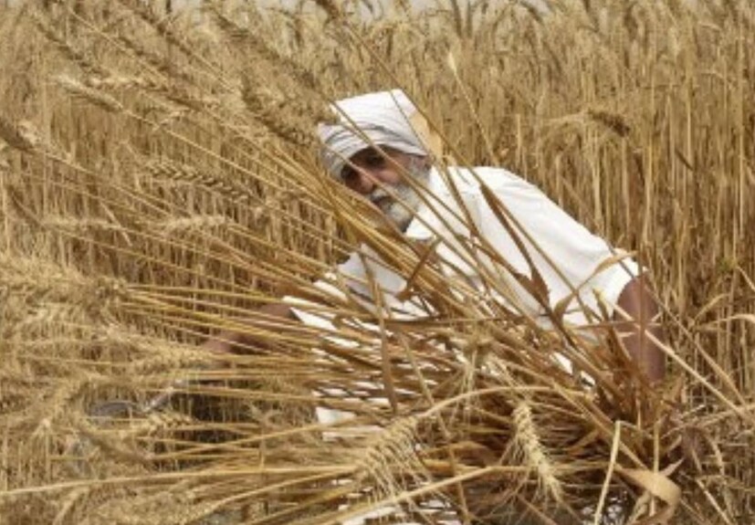 গমের পাশাপাশি একাধিক ফসল কাটতে পারে এই যন্ত্র: Local 18-এর সঙ্গে আলাপচারিতায় শক্তিমান অ্যাগ্রো এজেন্সির ডিলার হুকম সিং বলেন যে, গমের মরশুম শুরু হতে চলেছে। আর আমরাও কৃষকদের জন্য দারুণ খবর এনেছি। হড়ম্বা থ্রেশার মেশিন নিয়ে এসেছে। এর ফলে গম কাটতে সুবিধা হবে কৃষকদের। এদিকে সাহারণপুরে পাম্মি ব্র্যান্ডের থ্রেশার পাওয়া যাচ্ছে। কোনও কৃষক ভাই যদি বার্লি, সর্ষে, মিলেট, ছোলা, সয়াবিন এবং ডালের মতো একাধিক ধরনের ফসল কাটার জন্য থ্রেশার মেশিন কিনতে চান, তাহলে তাঁকে সাহারণপুরের মনকামৌ বাস স্ট্যান্ড রোডে শক্তিমান অ্যাগ্রো এজেন্সিতে গিয়ে থ্রেশার মেশিন কিনতে হবে। 