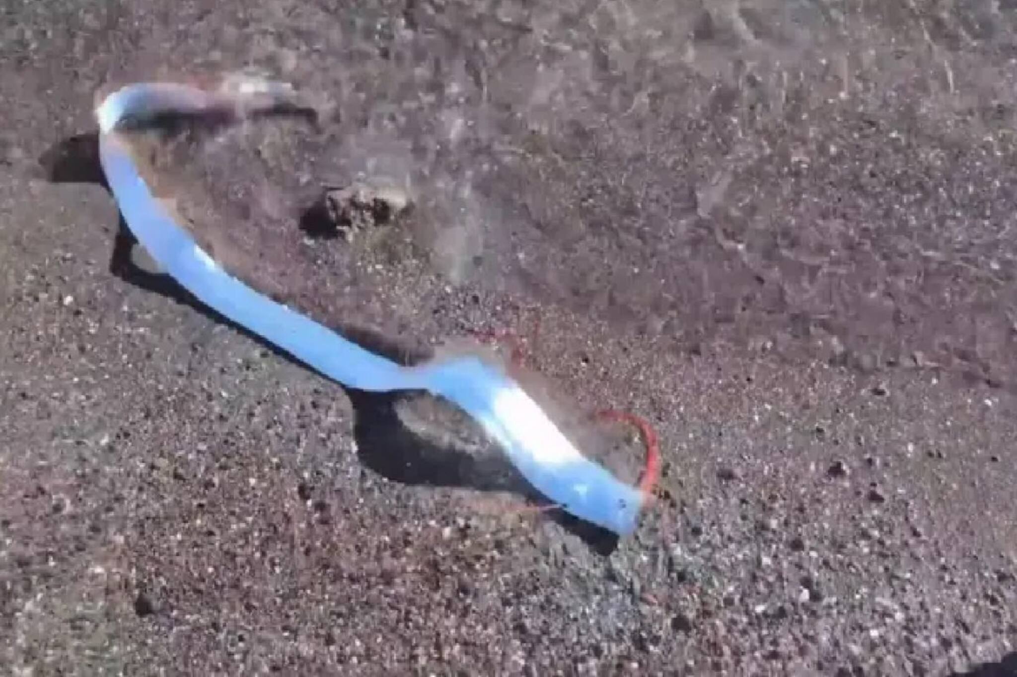 সেই মাছ দেখা গেল আবার! আগেরবার সুনামি হয়েছিল! বিরাট বিপদ আসছে! বড় ইঙ্গিত