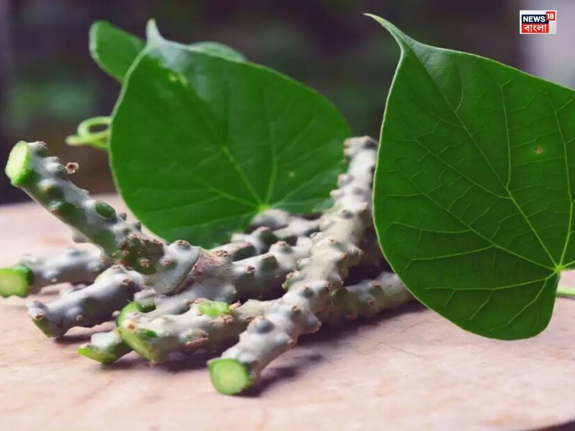 জ্বরের সময় গিলয় খেলে আরাম পাওয়া যায়। এটি শরীরের তাপমাত্রা নিয়ন্ত্রণে সাহায্য করে এবং দ্রুত জ্বর নিরাময় করে। ডেঙ্গি এবং ম্যালেরিয়ার মতো জ্বরে গিলয় পাতা বিশেষভাবে কার্যকর। 