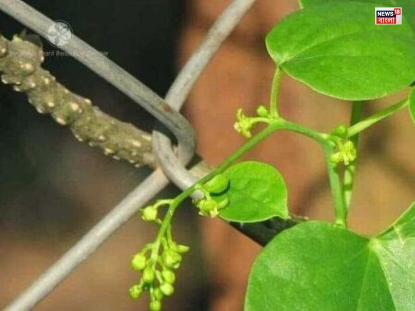 হজমশক্তি উন্নত করে গিলয় পাতা খেলে পাচনতন্ত্র শক্তিশালী হয়। এটি বদহজম, গ্যাস, কোষ্ঠকাঠিন্য এবং অ্যাসিডিটির মতো সমস্যা দূর করতে সহায়ক। গিলয় সেবন অন্ত্রকে সুস্থ রাখে এবং শরীরের ভেতর থেকে বিষাক্ত পদার্থ বের করে দেয়, যার ফলে হজমশক্তি উন্নত হয়।