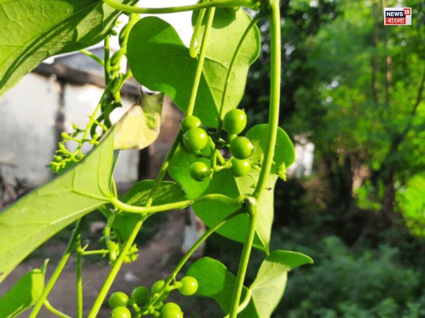 ডায়াবেটিসে উপকারীডায়াবেটিস রোগীদের জন্য গিলয় পাতা খাওয়া উপকারী। এটি শরীরে রক্তে শর্করার মাত্রা নিয়ন্ত্রণে সাহায্য করে। গিলয়ের এমন বৈশিষ্ট্য রয়েছে যা ইনসুলিনের উৎপাদন বৃদ্ধিতে সাহায্য করে, যার ফলে ডায়াবেটিসের লক্ষণগুলি নিয়ন্ত্রণে থাকে।