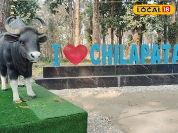 চিলাপাতা