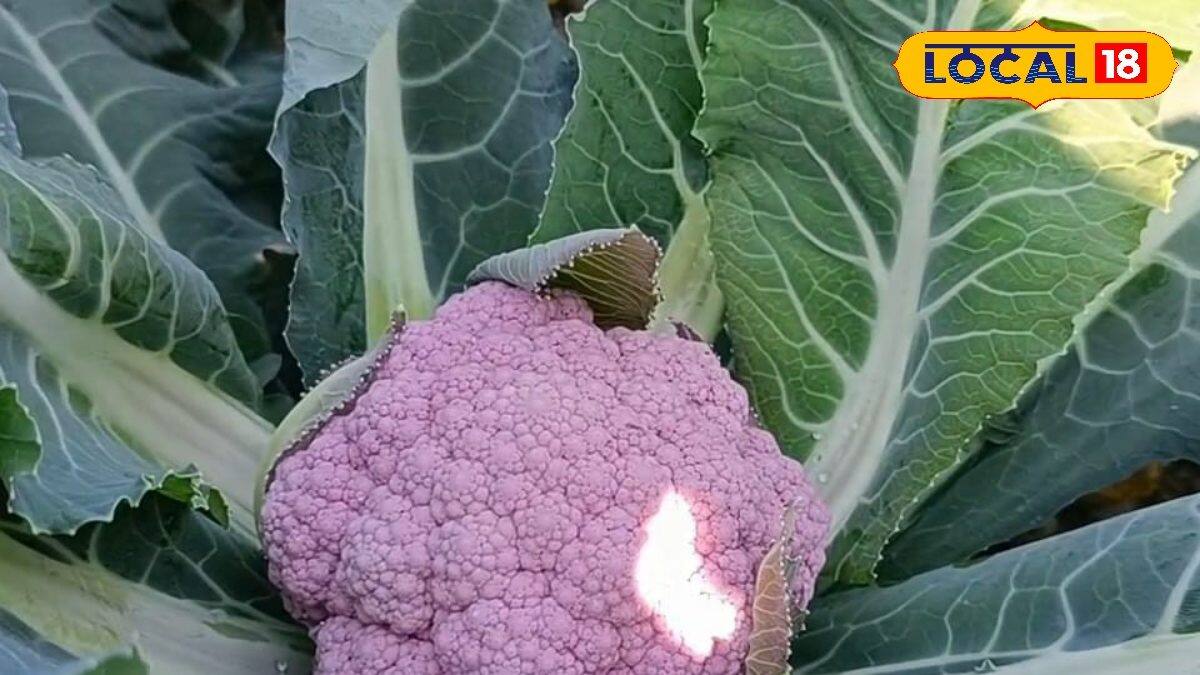 New Business Idea: Cultivation of Carotina and Valentina Cauliflower is ...