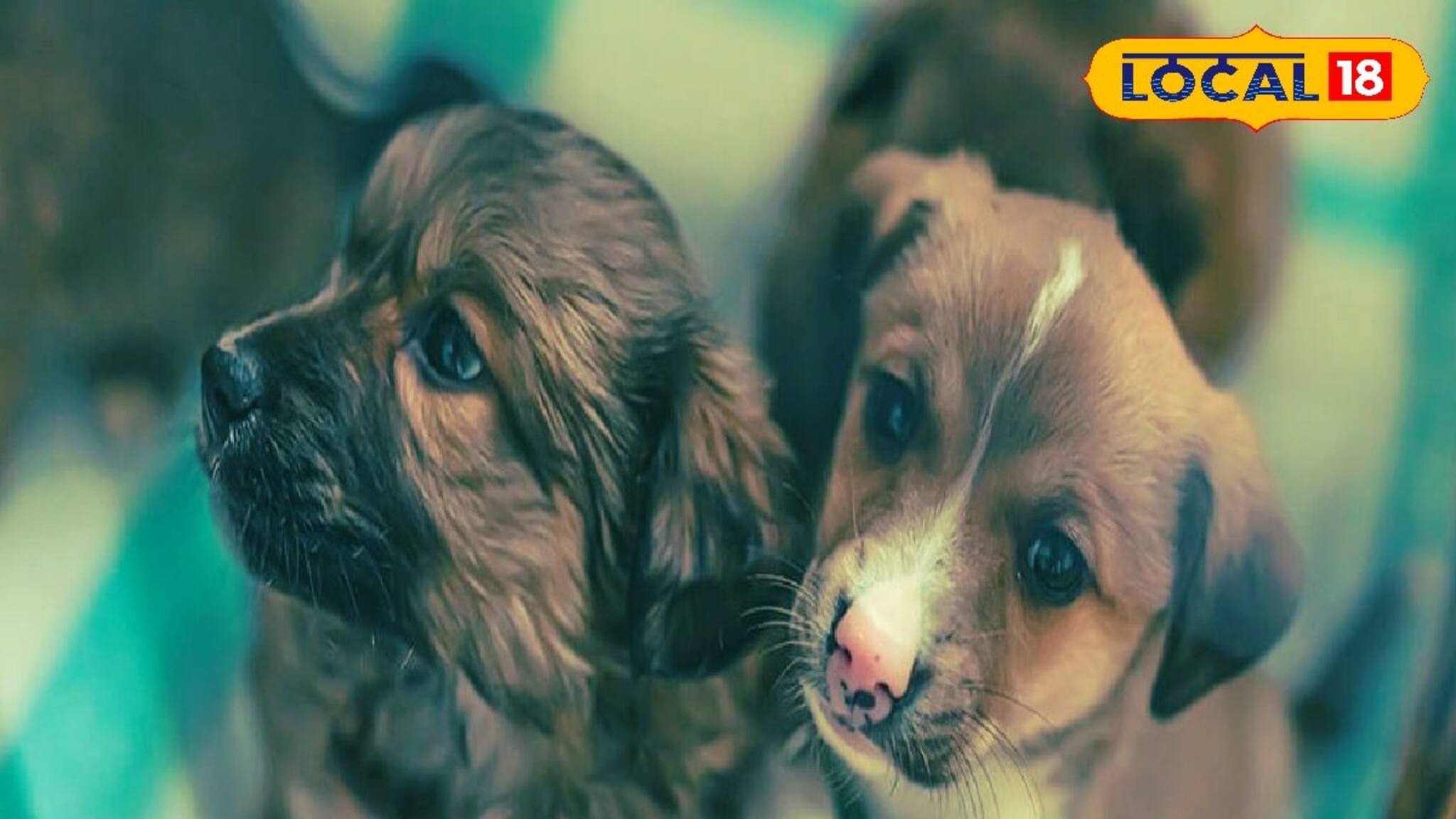 পোষ্য কুকুরের বমি-ডায়রিয়া, ওজন কমছে? ভয়ঙ্কর রোগের শিকার, সাবধান