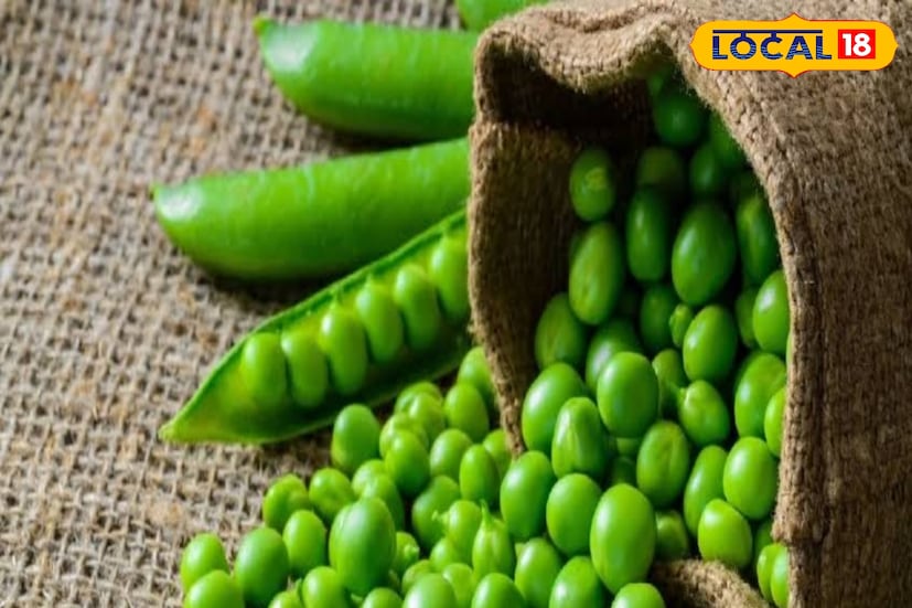 আপনি শীতকালে ফ্রিজে সারা বছরের জন্য মটরশুঁটি সংরক্ষণ করতে পারেন। এটি সংরক্ষণ করা বেশ সহজ। জেনে নিন কীভাবে সবুজ মটরশুঁটি সংরক্ষণ করবেন সারা বছর ব্যবহার করার জন্য।
