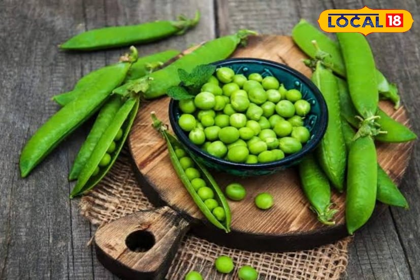 মটরশুঁটির সিজন হল এই শীতকাল। শীতকালে সবুজ এবং টাটকা মটরশুঁটি পাওয়ার সেরা সময়। সবুজ এবং মিষ্টি স্বাদের এই মটরগুলো খেতে খুবই সুস্বাদু। এমন অবস্থায় মটরশুঁটি খুব সস্তা এবং ভালো মানের পাওয়া যায়।