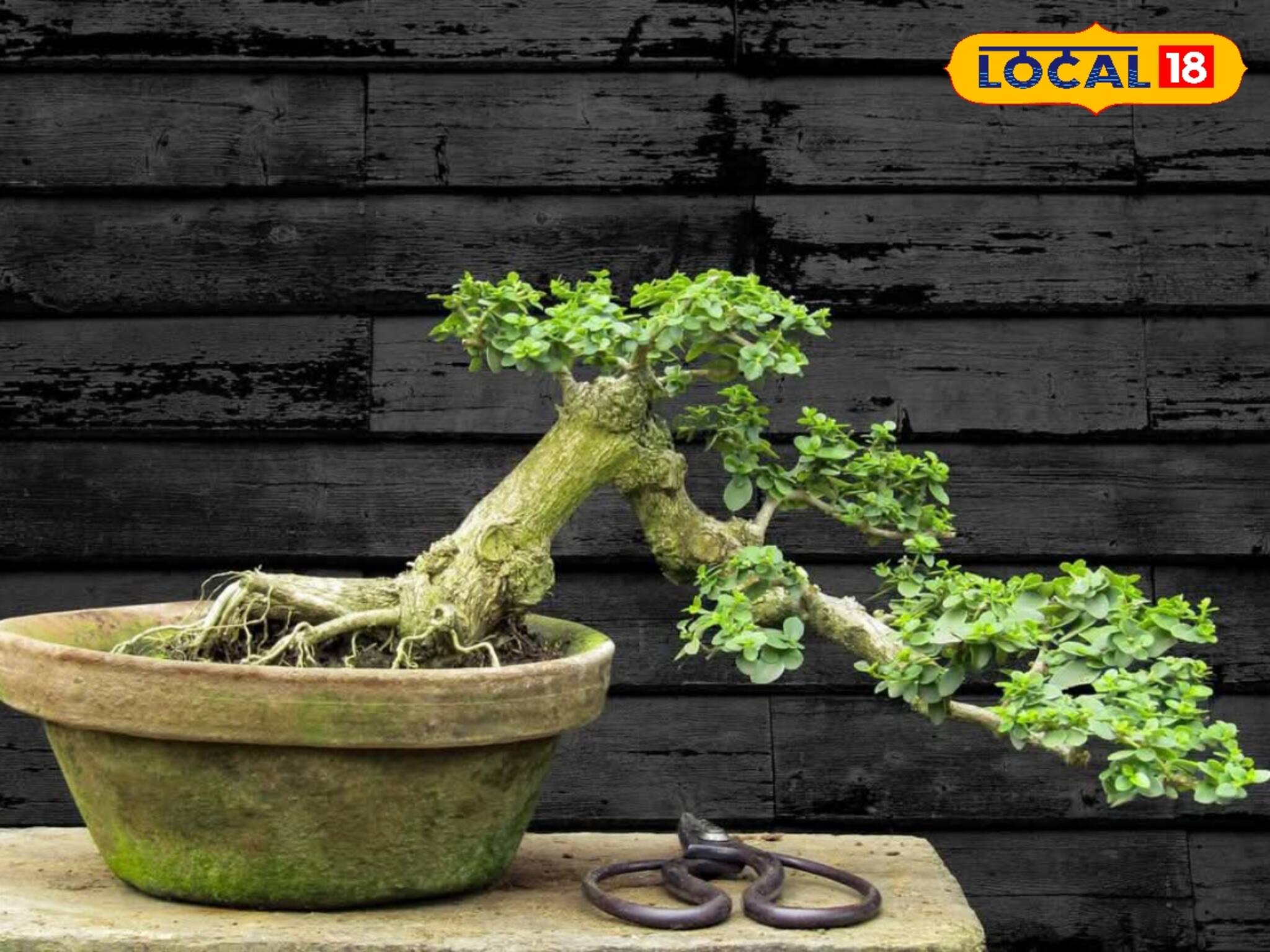 ২৫/৩০ রকমের বনসাই! পাবেন কোথায়? দাম কত? জানুন গাছের 'আসল' ঠিকানার খোঁজ