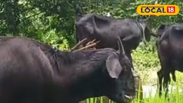 ব্ল্যাক