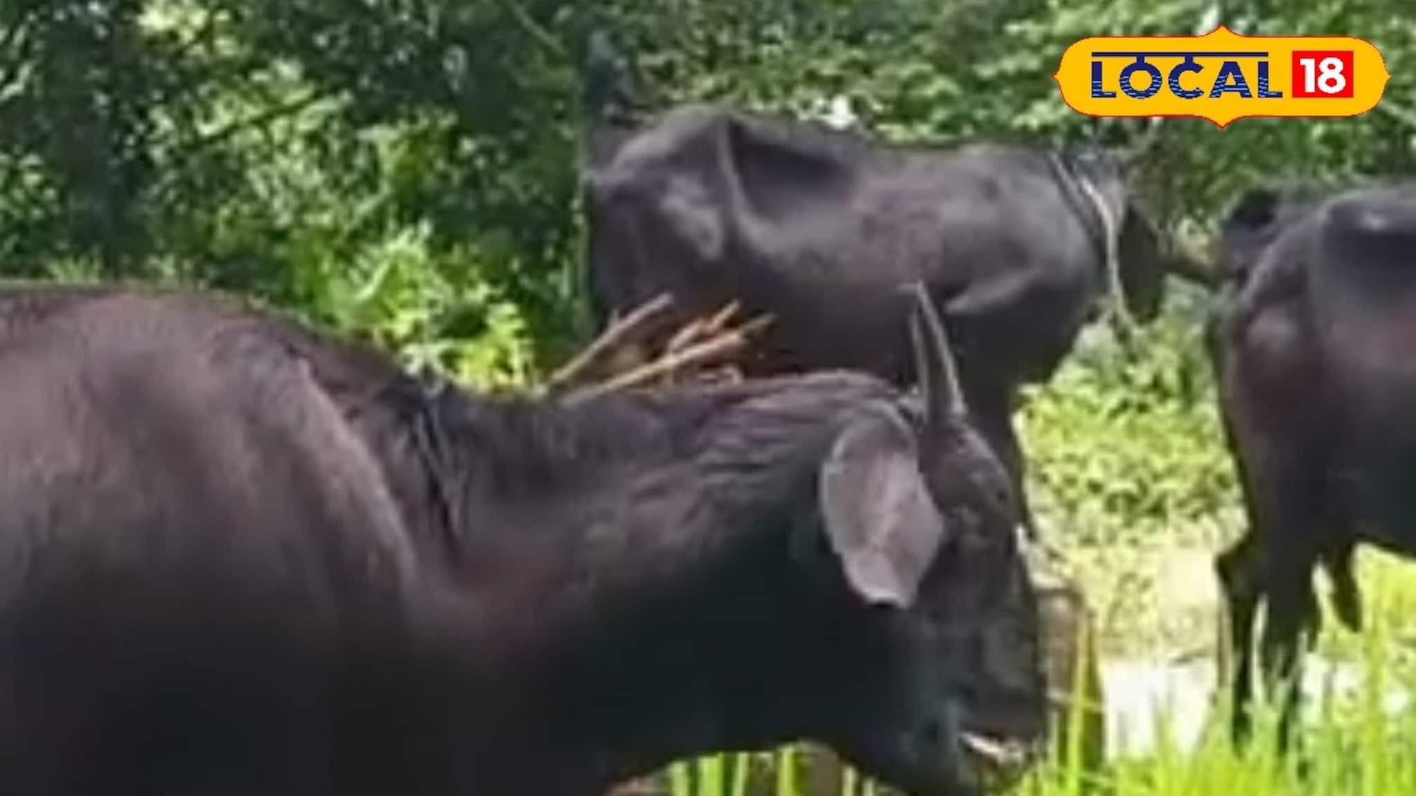 ব্ল্যাক বেঙ্গল ছাগল চাষে আগ্রহ বাড়াতে এবারে নতুন উদ্যোগ