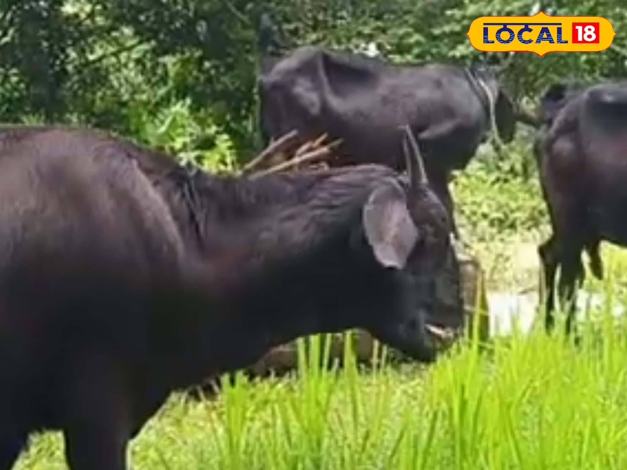 ব্ল্যাক বেঙ্গল ছাগল চাষে আগ্রহ বাড়াতে এবারে নতুন উদ্যোগ