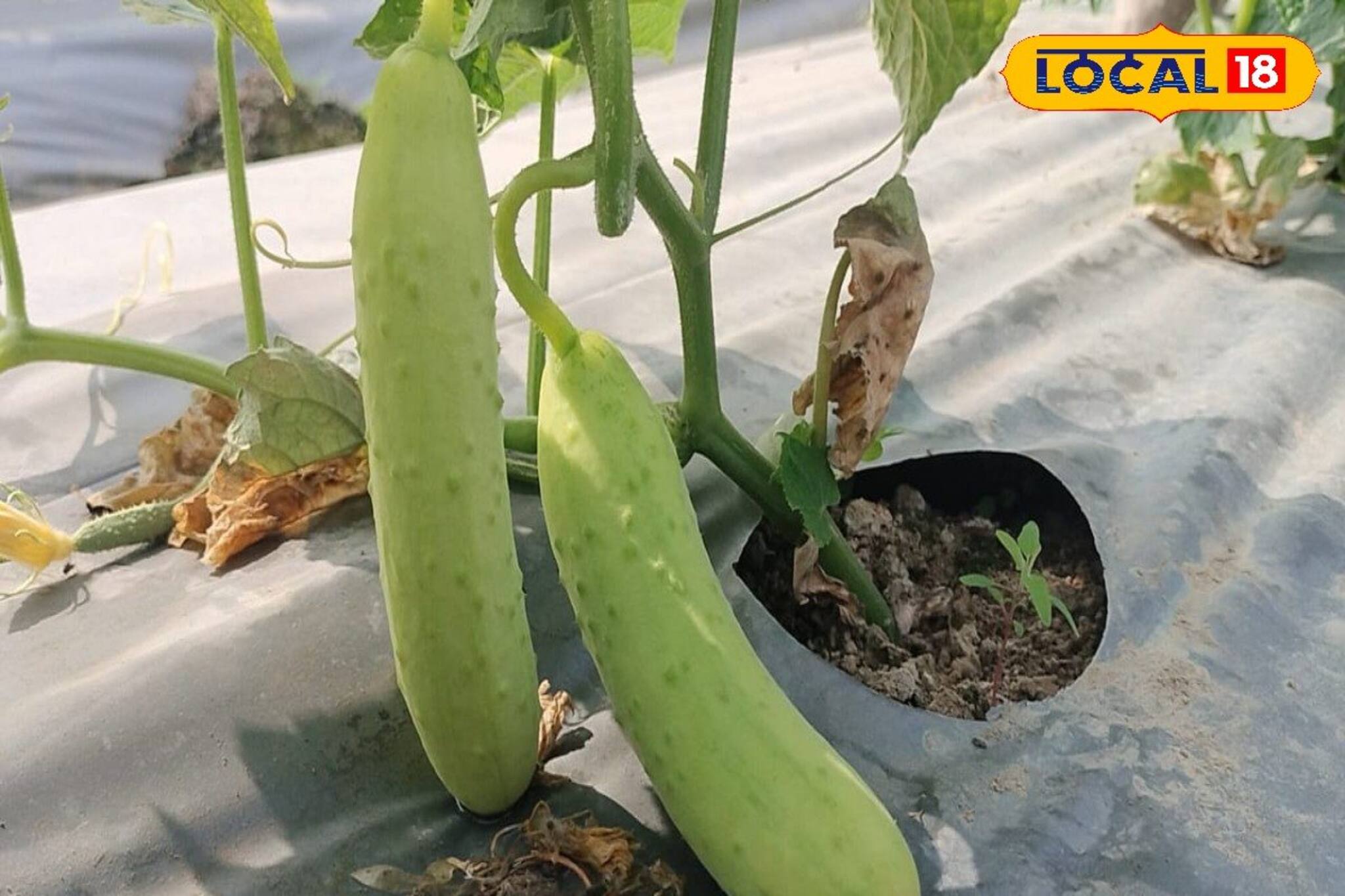 সবুজ শসা তো অনেক খেলেন...! ধবধবে 'সাদা' এই শসা ফলছে এখন, কেমন স্বাদ? খেলেই আবার চাইবেন!