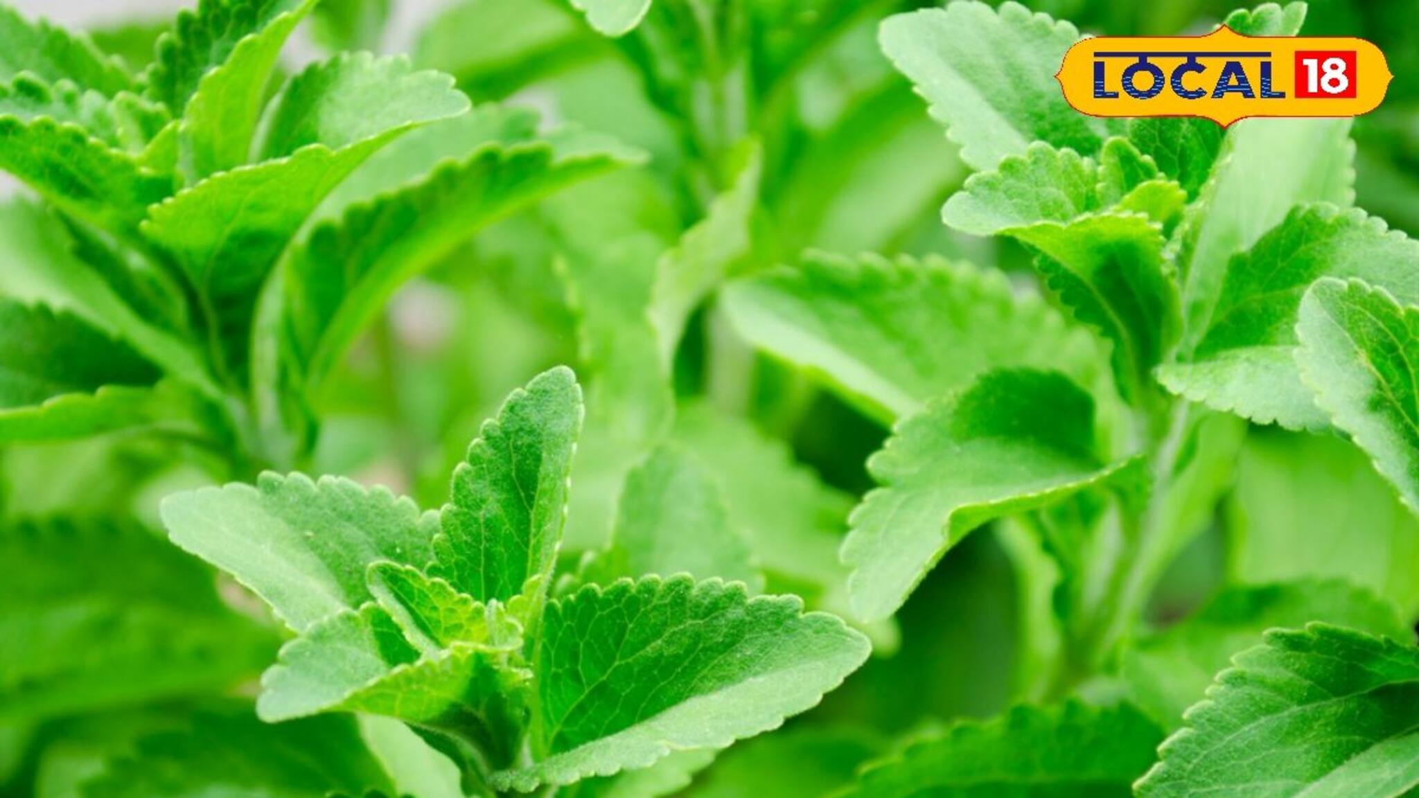 Diabetes Control Tips: আপনি ডায়াবেটিক? বাড়িতে রাখুন এই গাছ, এক-একটা পাতা চিনির থেকেও মিষ্টি, বাগে আসবে ব্লাড-সুগার