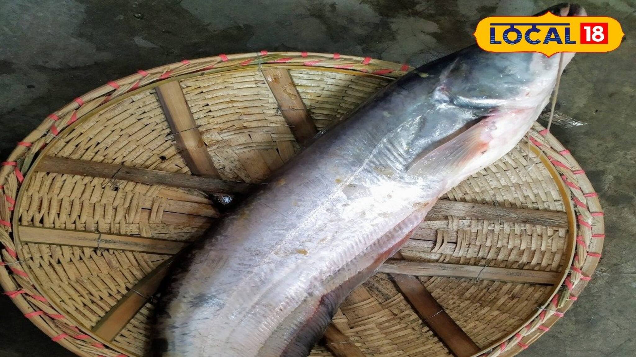 বাতের ব্যথা, হার্টের অসুখের যম এই মাছ! ভিটামিনে ঠাসা, খেলেই কমবে ত্বকের বয়স