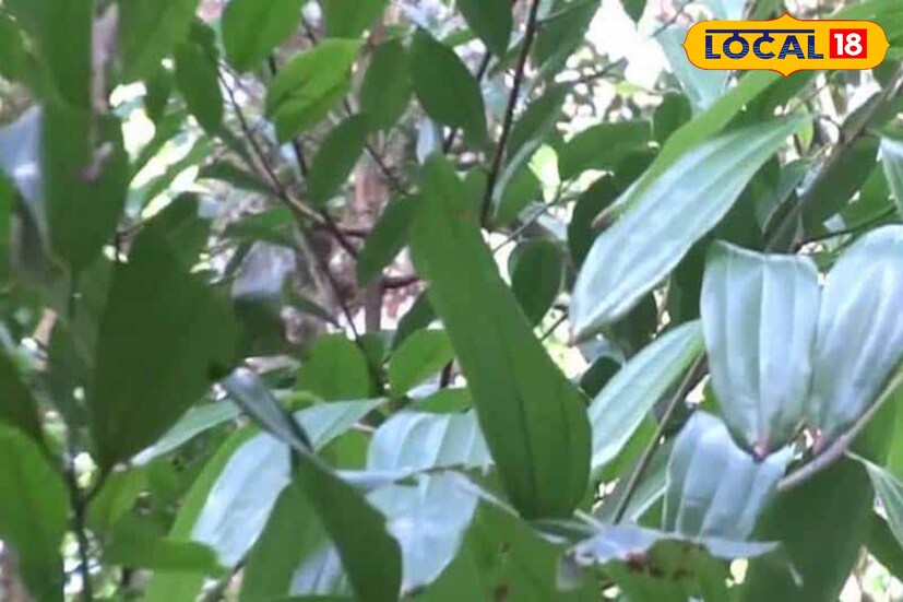 ত্বকে নানা ধরনের ছত্রাকঘটিত সংক্রমণ হয়। একটি করে তেজপাতা চার কাপ জলে ফুটিয়ে নিয়ে খেতে পারেন। দিনে চার-পাঁচ বার এই জল খেলে সুফল পাবেন। স্নানের জলে মিশিয়ে ব্যবহারও করতে পারেন এটি।