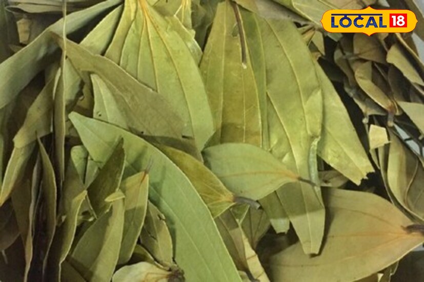 ফুসফুসকে সুস্থ রাখতে খুব গুরুত্বপূর্ণ ভিটামিন সি, পাওয়া যায় তেজপাতা থেকে।তেজপাতা রক্তচাপ নিয়ন্ত্রণে থাকে। যাদের রক্তচাপের সমস্যা আছে, তারা তেজপাতা খেতে পারেন রান্নায়।যাদের কোষ্ঠকাঠিন্য সমস্যা রয়েছে তারা অবশ্যই সকালে লাল চা এর সাথে তেজপাতা ফুটিয়ে খেতে পারেন।