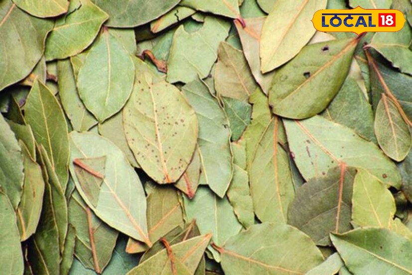 তেজপাতায় অ্যান্টি-ব্যাক্টেরিয়াল ও মাইক্রোব্যাক্টেরিয়াল উপাদান থাকায় এটি ক্ষত সারাতে দারুণ ভাবে কাজ করে।সর্দি-কাশির সময়ে এই চা খেলে যথেষ্ট আরাম পাওয়া যায়। তাই সর্দি কাশি সমস্যা থাকলে নিয়মিত দিনে অন্তত তিন থেকে চারবার তেজপাতা দিয়ে লাল চা অথবা দুধ চা খেয়ে দেখুন দু-একদিনের মধ্যেই উপকার মিলবে।