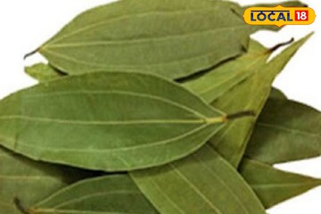 খালি পেটে এই পাতা ভেজানো জল খান! হৃদরোগ, হাই-প্রেশার, কোলেস্টেরলের যম!