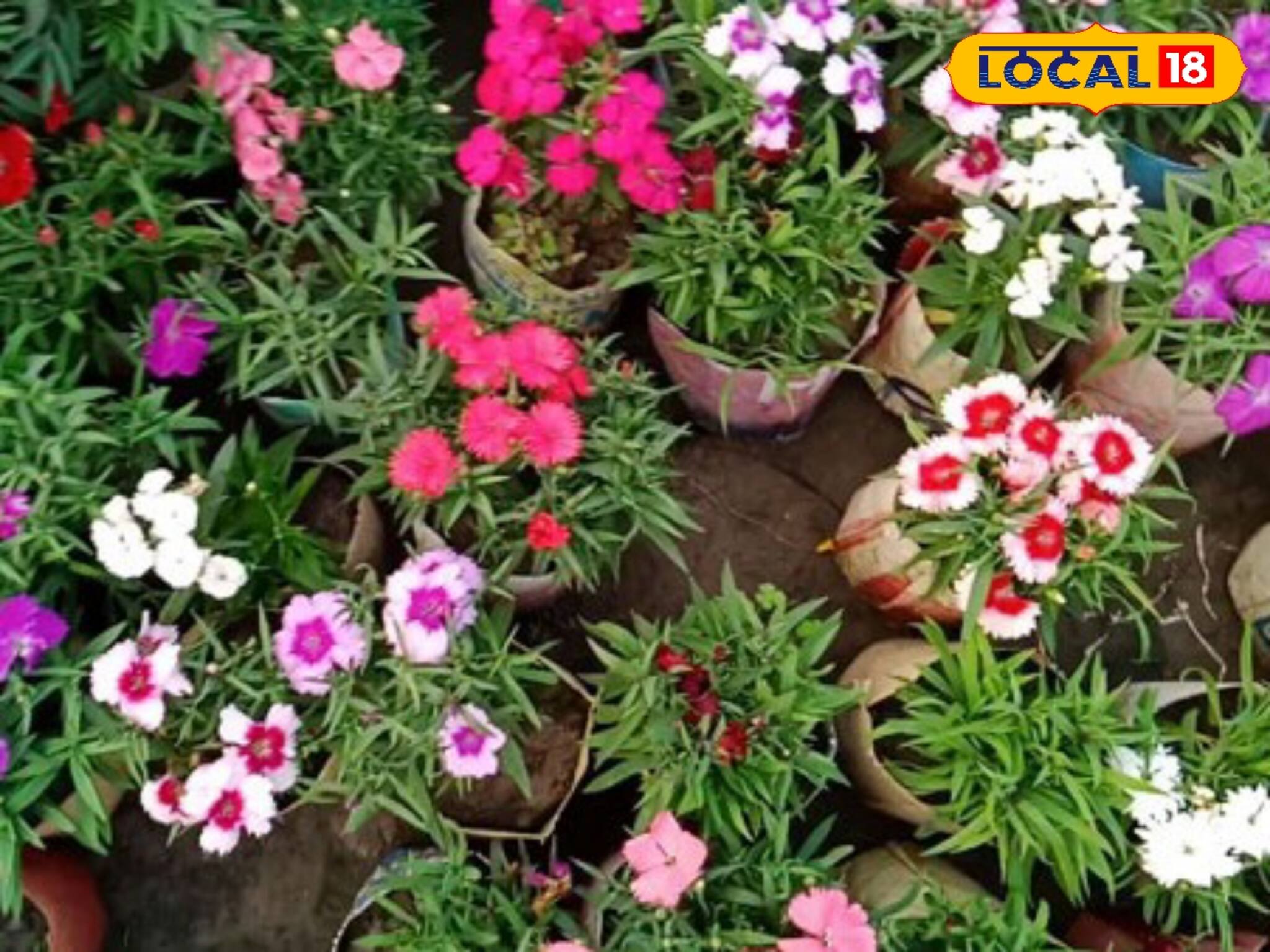 কুম্ভমেলার শোভা বাড়াচ্ছে বাংলার গাছ! ১৫০ কোটি টাকার গাছ গিয়েছে বলাগড়ের নার্সারি থেকে