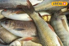 এই উপায়ে পুকুরে মাছ চাষে ৪০ শতাংশ পর্যন্ত লাভ! জেনে নিন পদ্ধতি