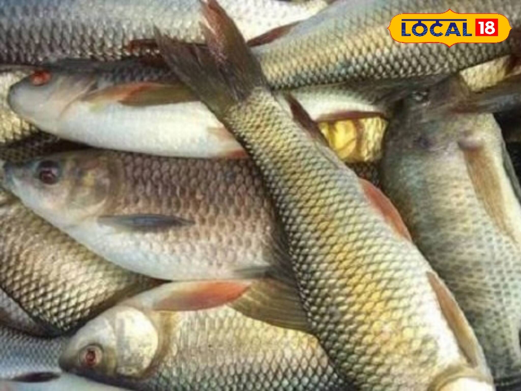 এই উপায়ে পুকুরে মাছ চাষে ৪০ শতাংশ পর্যন্ত লাভ! জেনে নিন পদ্ধতি