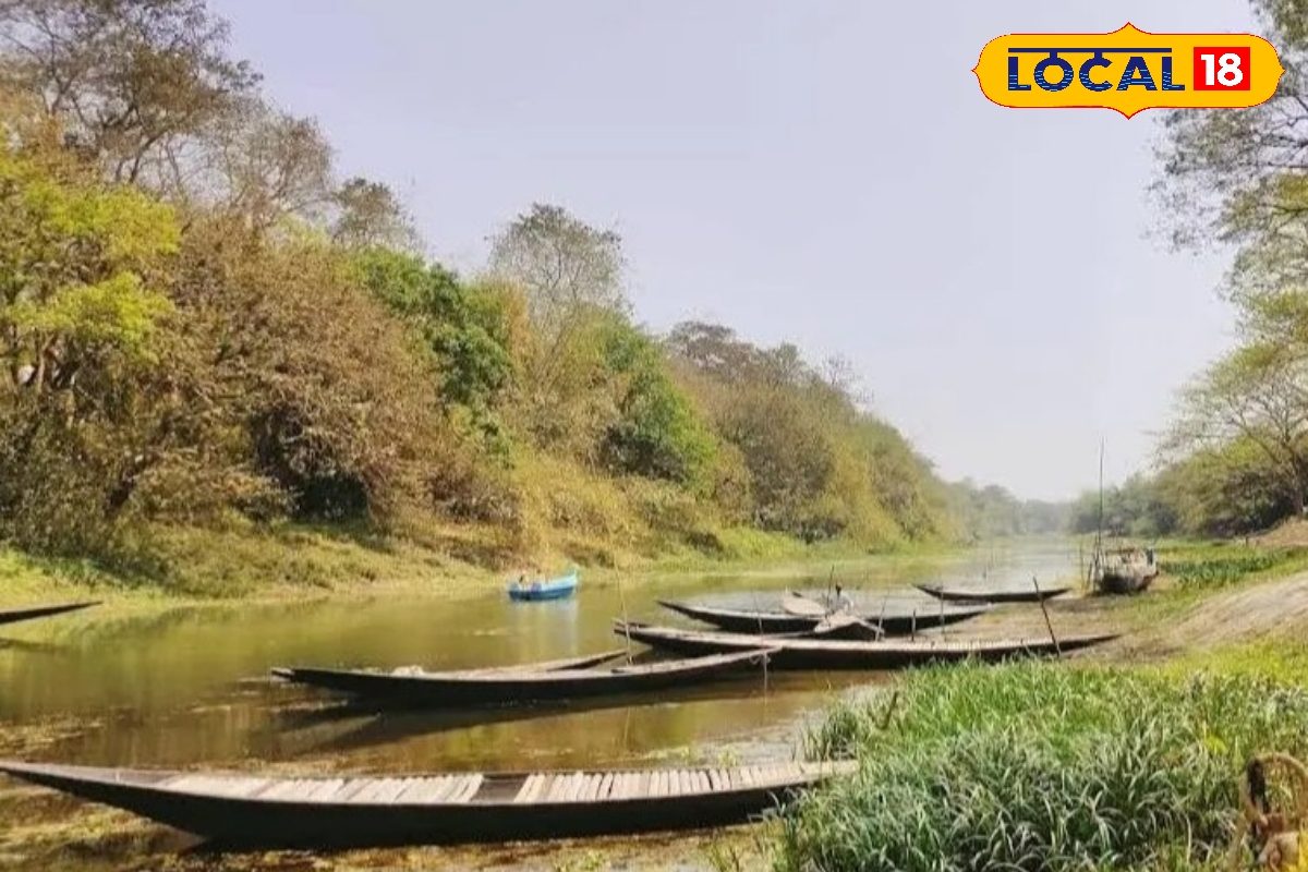 Bibhutibhushan Wildlife Sanctuary: বনগাঁতে রয়েছে এই গভীর জঙ্গল! হরিণ, নদী আরও কত কী! এবার বিনামূল্যে ঘোরা যাবে এই জঙ্গল