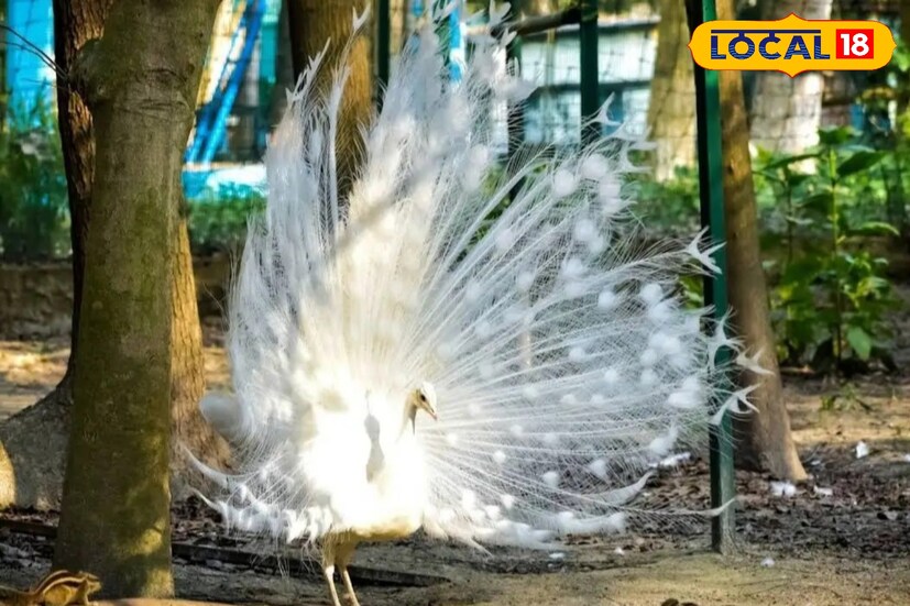 তাই অবসর সময় হোক বা ছুটির দিন চাইলে একদিনের জন্য বন্ধুবান্ধব অথবা পরিবারকে নিয়ে ঘুরে আসতেই পারেন পারমাদান ফরেস্ট এ 