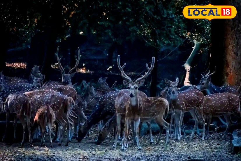 এখানে আসলে দেখতে পাবেন চারিদিকে ঘুরে বেড়াচ্ছে হরিণ, দেখতে পারবেন বহু প্রজাতির পাখি।  রয়েছে বিভিন্ন দুষ্প্রাপ্য ভেষজ উদ্ভিদের গাছ, যা এখন সচরাচর দেখা যায় না বললেই চলে। পাখিদের কিচিরমিচির শব্দ এবং অভয়ারণ্যের নিস্তব্ধতা যেন একটা অন্য অ্যাডভেঞ্চার তৈরি করে