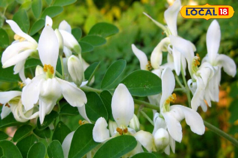 সজনে শাক খেয়েছেন এর ডাটাও খেয়েছেন। তবে আপনি কি জানেন এই সজনে ফুলও খাওয়া যায় ! হয়তো জানেন না। তবে এই সজনে গাছের ডাটা হওয়ার আগে যে ফুল তৈরি হয় সেই ফুল আপনার নানান রোগের সমাধান দিতে পারে। অন্তত এমনটাই জানাচ্ছেন বিশিষ্ট ডাক্তার আশিস রায়।শীতের শেষ লগ্নে এবং বসন্তের শুরুতে এই সজনে ফুল বাজারে চড়া দামে বিক্রি হয়ে থাকে।ছড়া দামে বিক্রি হওয়ার কারণ রয়েছে কারণ এই ফুল কোনও ওষুধের থেকে কম নয়।