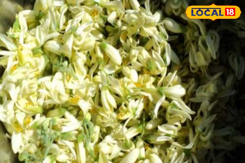 উচ্চ রক্তচাপের সমস্যা এখন ঘরে ঘরে।এই সমস্যা নিয়ন্ত্রণে রাখতে পটাশিয়াম যুক্ত খাবার খাওয়ার পরামর্শ দেন পুষ্টিবিদেরা।সজনে পাতায় ভাল মাত্রায় পটাশিয়াম থাকে।রোজ নিয়ম করে এই চায়ে চুমুক দিলে রক্তচাপ নিয়ন্ত্রণে থাকবে, ফলে হৃদ্‌রোগের ঝুঁকিও কমবে।রক্তের শর্করার মাত্রা নিয়ন্ত্রণে রাখতেও সাহায্য করে এই পাতা।