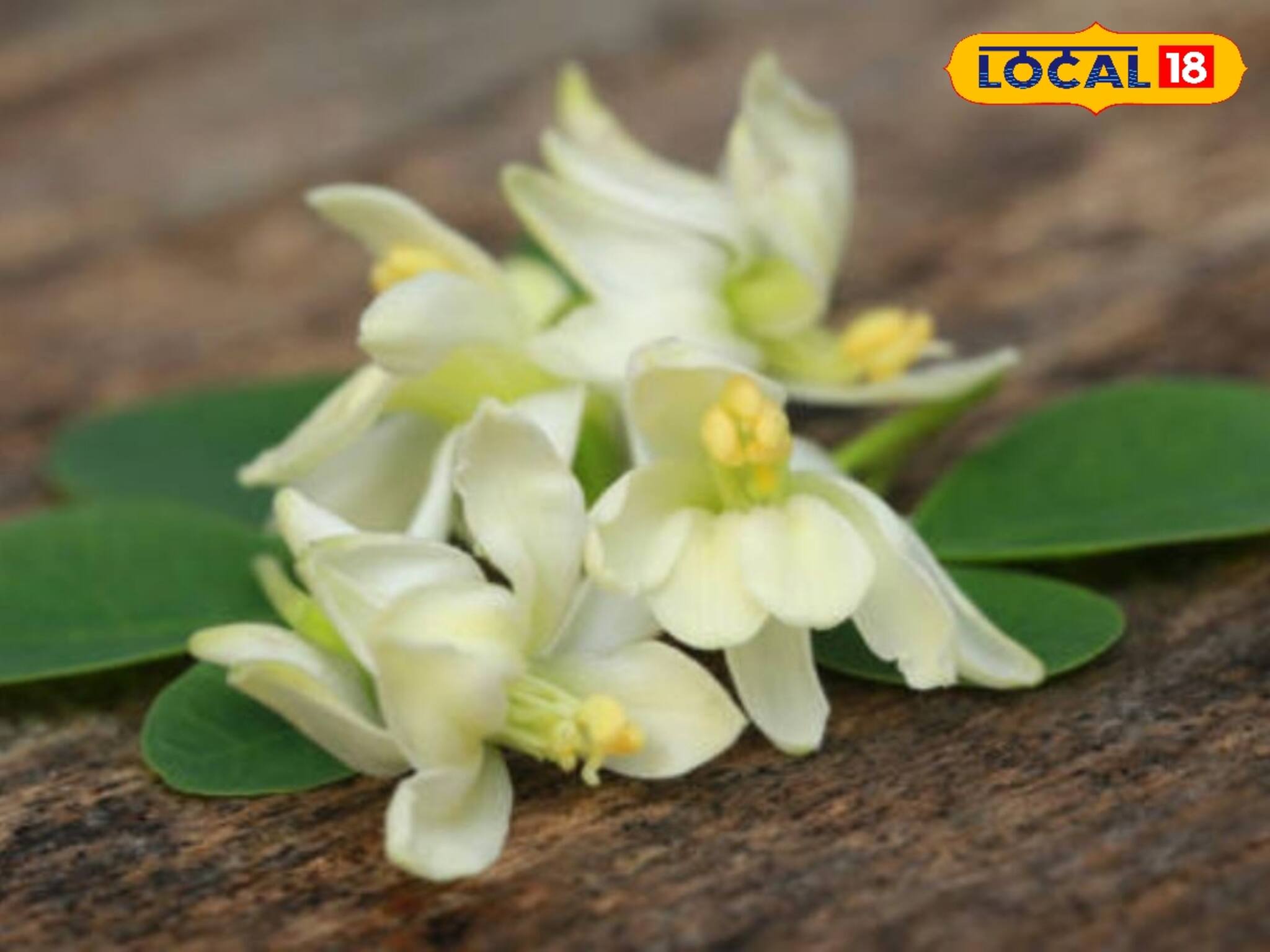 সজনে ফুল খেলেই ডায়াবেটিস কাবু হবে! বহু জটিল রোগে মুক্তি! জানুন চিকিৎসকের মত